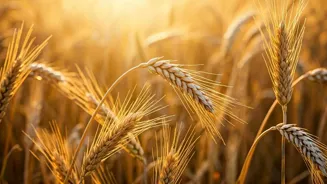 What Does The Future Hold For Farmers?