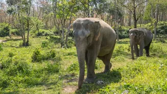 See Uganda's Best Wildlife Safaris Now