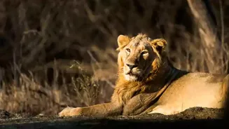 Gujarat's Best National Parks Await Visitors
