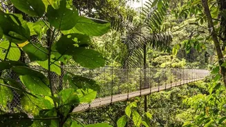 Explore the World's Best Forest Canopy Walks