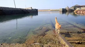 Visit Japan's Cat Island, Where Felines Reign