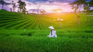 Visit the Best Tea Plantations in Thailand