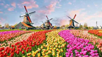 How Can You Enjoy Tulip Season in Amsterdam?