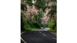 See Cherry Blossoms in Shillong, Not Japan
