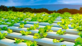 Can Gene Editing Solve Food Security?