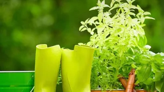 Great Gardening is Easy with these Tools!