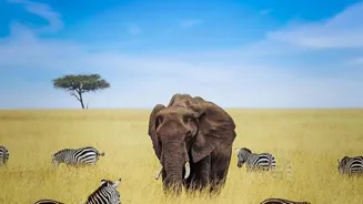 Discover Amazing African Wildlife Adventures.