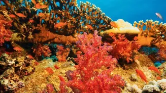 Indian Ocean Reefs Face Crisis, Mysteries Emerge