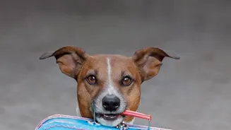 Travel with Your Pet: Tips for a Smooth Trip