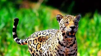 Animals Adapt: 10 Survival Secrets Revealed