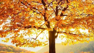 Thankfulness Can Bring Happiness To Your Life