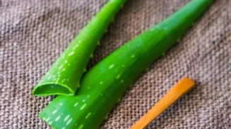 Reveal 10 Aloe Vera Secrets For Skin Revival