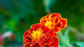Discover India's Beautiful Gardens Now