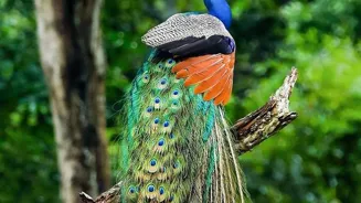 India Showcases Its Beautiful Bird Species