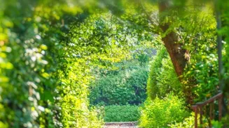 Walking Can Improve Your Mind, Body, and Soul.