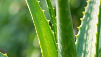 Unlock 6 Aloe Vera Skincare Secrets Today