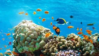 Coral Reefs Are Facing Catastrophic Damage