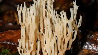 Fungi's Network: Nature's Mysteries Unveiled