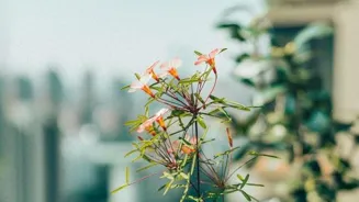 Home Plants Offer 8 Great Health Benefits