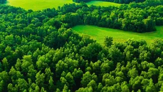 Be a Green Leader: Adopt These 5 Eco Practices