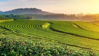 Drink Green Tea For Better Health Today!