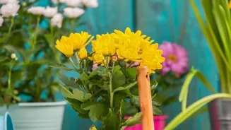 Grow a Gorgeous Garden with Our Green Thumb Tips