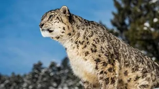 Secrets of Himalayan Snow Leopards Unveiled