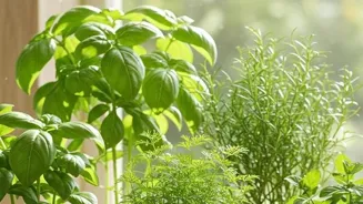 Choose Strong Plants For Your Home!