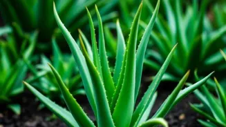 Aloe Vera: Unlock Skin's Healing Power