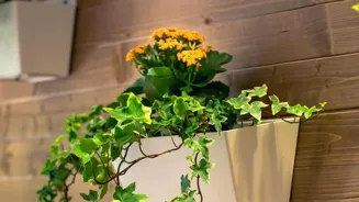 Grow a Garden in Small Spaces with These Tips