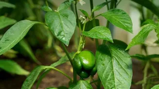 Start Your Vegetable Garden Today!