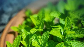 Heal Naturally With Aromatic Essences