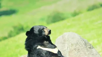 What Secrets Does the Indian Sloth Bear Hide?