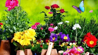 Home gardens can flourish with these tips.
