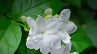 Exploring the Secrets of Indian Aromatics