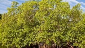 Mangroves: Havens for Wildlife are Revealed