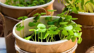 Herbal Remedies: Ancient Healing Still Works