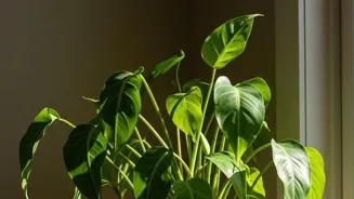 Grow Your Greenery: Prune and Pot for Success!