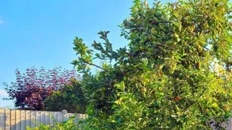 Gardening Boosts Health in 7 Surprising Ways