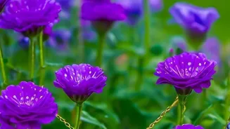 Grow Your Best Garden Using Zodiac Signs
