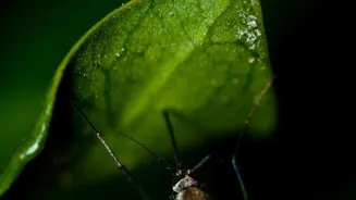 Insects Are Amazing: 10 Facts You Should Know.