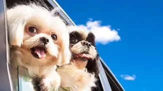 Pet Travel Tips: Keep Trips Stress-Free!