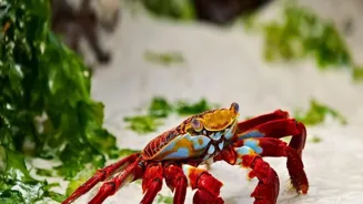 Explore Delicious Coastal Food Adventures