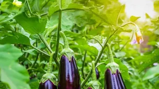 Grow Great Veggies: Organic Tips for Success