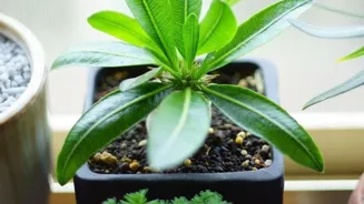 Plants Transform Spaces Into Lush Green Havens
