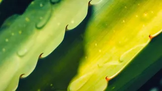 Discover Aloe Vera's 7 Amazing Secrets