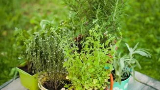 Grow Herbs, Elevate Your Home Cooking Today