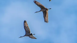 Birds Behaving Badly? You Won't Believe It!