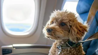Travel With Your Pet? Read These Tips First.
