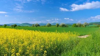 Pollinators Boost Indian Agriculture